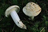 Tricholoma apium image