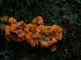 Phlebia radiata image