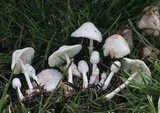Leucocoprinus cepistipes image