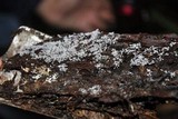 Ceratiomyxa fruticulosa var. fruticulosa image