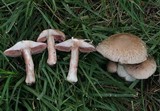 Agaricus bisporus image