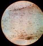 Agaricus bisporus image