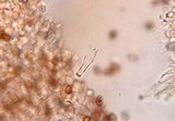 Agaricus bisporus image