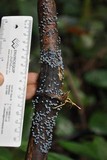Mycena indigotica image