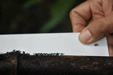 Mycena indigotica image