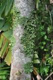 Pseudocyphellaria flavicans image