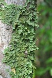 Pseudocyphellaria flavicans image
