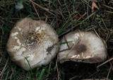 Agaricus californicus image