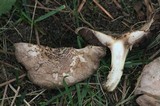 Agaricus californicus image