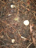 Gastropila fumosa image