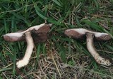 Agaricus californicus image