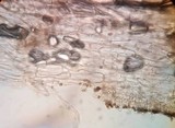 Agaricus californicus image