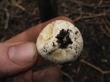 Gastropila fumosa image