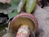 Suillus lakei image