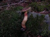 Boletus chrysenteron image