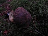 Boletus chrysenteron image