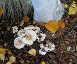 Lactarius pubescens var. betulae image