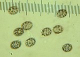 Lactarius pubescens var. betulae image