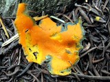 Caloscypha fulgens image