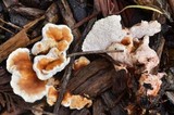 Abortiporus biennis image