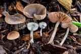 Pluteus nanus image