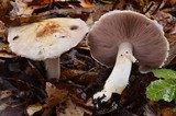 Agaricus silvicola image