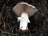 Agaricus moronii image