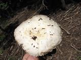 Agaricus moronii image