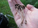Panaeolus cinctulus image