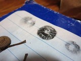 Panaeolus cinctulus image
