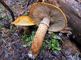 Tricholoma focale image