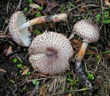 Leucoagaricus erythrophaeus image