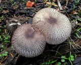 Leucoagaricus erythrophaeus image