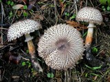 Leucoagaricus erythrophaeus image