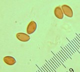 Leucoagaricus erythrophaeus image