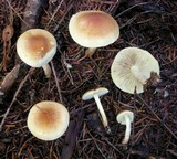 Pholiota spumosa image