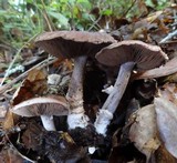 Agaricus arorae image