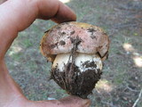 Boletus rex-veris image