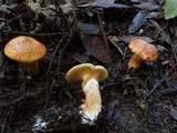 Suillus ponderosus image