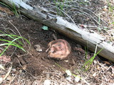 Boletus rex-veris image
