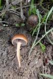 Psilocybe coprophila image