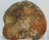 Gymnopilus aeruginosus image