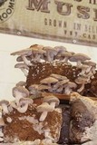 Lentinula edodes image