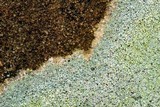 Diploschistes scruposus image