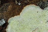 Diploschistes scruposus image