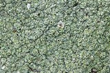 Diploschistes scruposus image