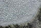 Diploschistes scruposus image