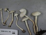 Hygrocybe russocoriacea image