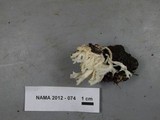Ramariopsis kunzei image