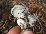 Hygrophorus caeruleus image